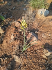 Albuca arenosa