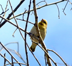 Anaplectes rubriceps rubriceps