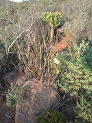 Menodora juncea
