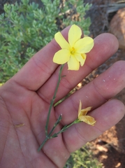Menodora juncea