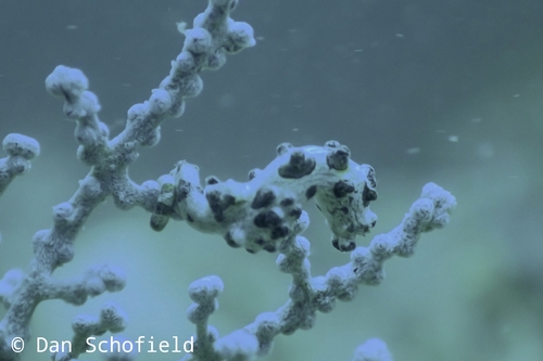 Pygmy Seahorse — seen at this dive site