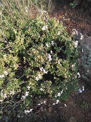 Pelargonium echinatum