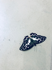 Papilio demoleus