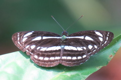 Neptis leucoporos