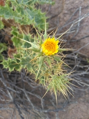 Berkheya spinosissima spinosissima