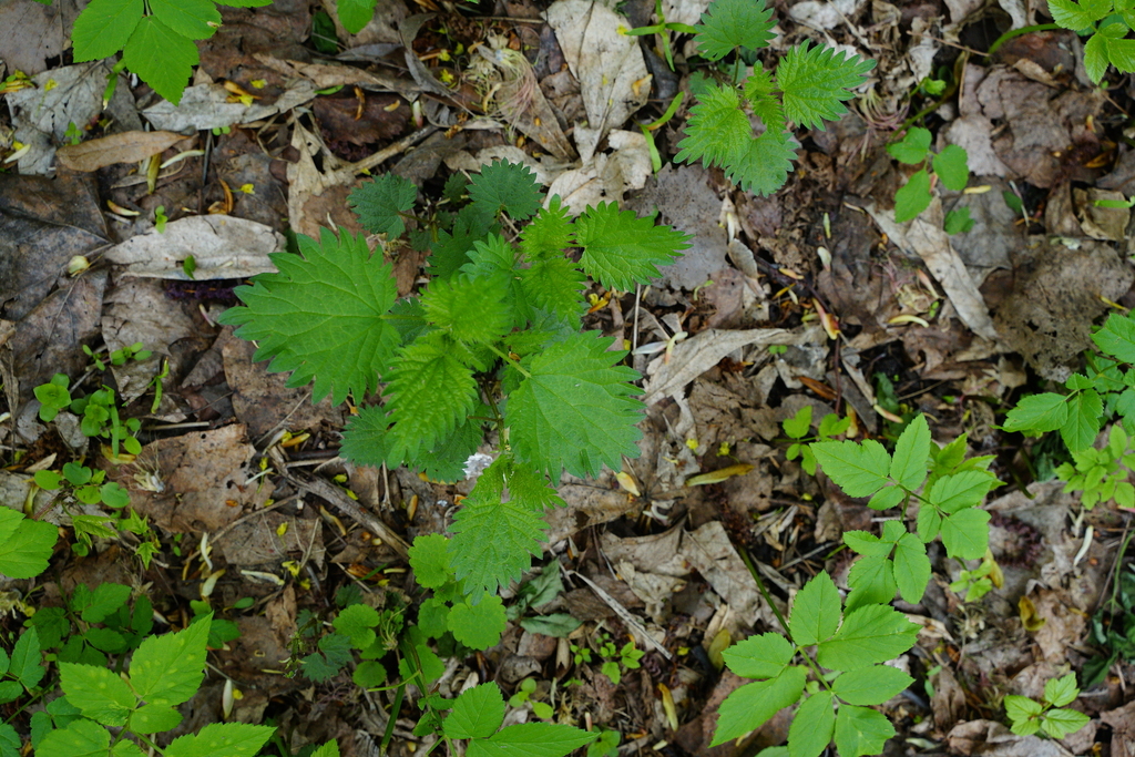 Urtica dioica