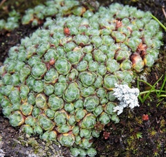 Androsace delavayi