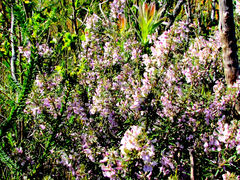 Indigofera sulcata