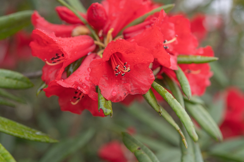 Rhododendron neriiflorum, photograph 4