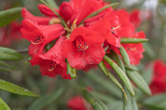 Morten Ross, CC BY, iNaturalist via GBIF Rhododendron neriiflorum, photograph Morten Ross, CC BY, iNaturalist via GBIF