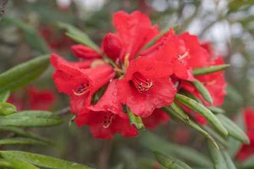 Rhododendron neriiflorum, photograph 5