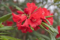 Morten Ross, CC BY, iNaturalist via GBIF Rhododendron neriiflorum, photograph Morten Ross, CC BY, iNaturalist via GBIF