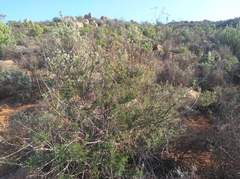 Anginon verticillatum
