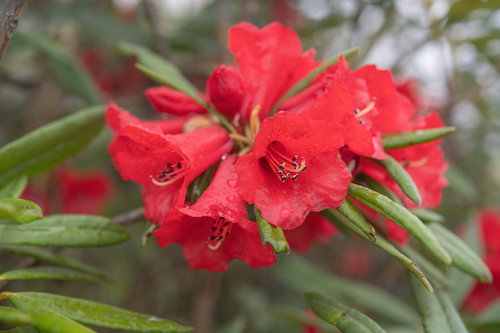 Rhododendron neriiflorum, photograph 6