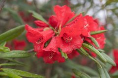 Rhododendron neriiflorum, photograph Morten Ross, CC BY, iNaturalist via GBIF