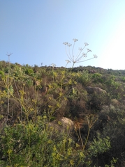 Anginon verticillatum