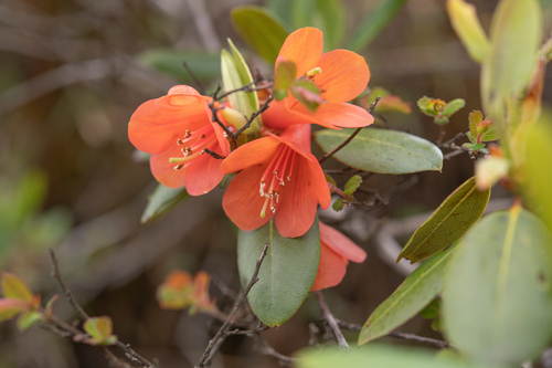Red cinnabar rhododendron (Rhododendron cinnabarinum)