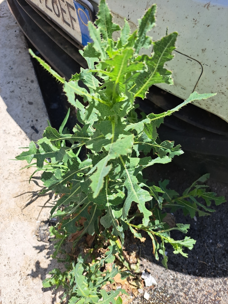 Lactuca sativa