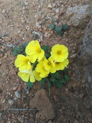 Oxalis copiosa