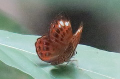 Laxita thuisto
