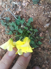 Oxalis copiosa