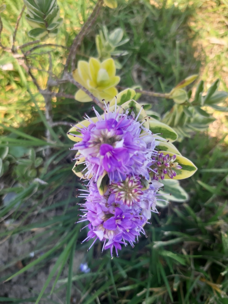 Thymus