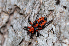 Tegea atropicta
