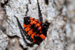 Tegea atropicta