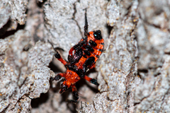 Tegea atropicta