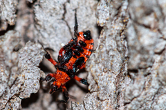 Tegea atropicta