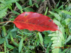 Elaeocarpus japonicus