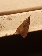 Uresiphita maorialis