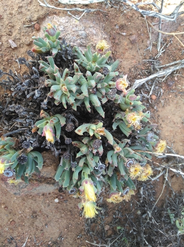 Cheiridopsis velox