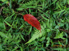 Elaeocarpus japonicus