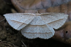 Heteralex rectilineata