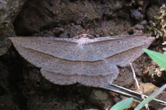 Heteralex rectilineata