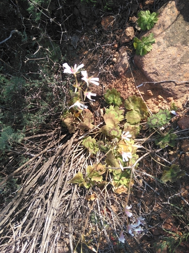 Image of Pelargonium articulatum by (c) Brian du Preez, some rights reserved (CC BY-SA)