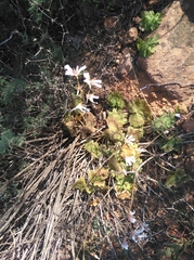 Pelargonium articulatum