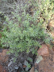 Galium tomentosum