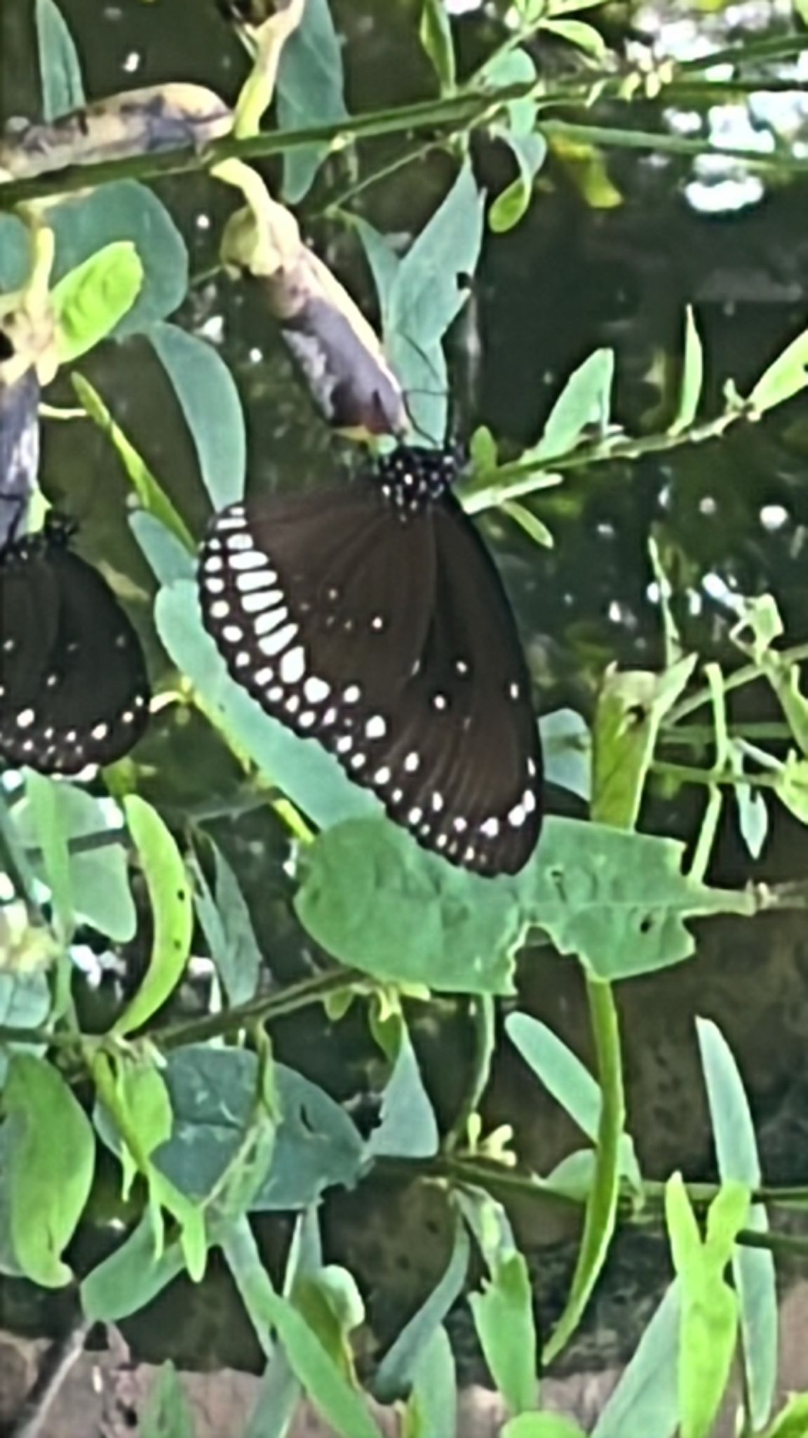Common Crow