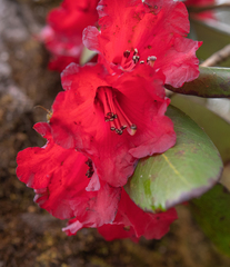 Rhododendron thomsonii, photograph (c) Morten Ross, some rights reserved (CC BY)
