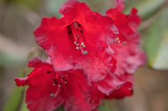 Rhododendron thomsonii, photograph (c) Morten Ross, some rights reserved (CC BY)
