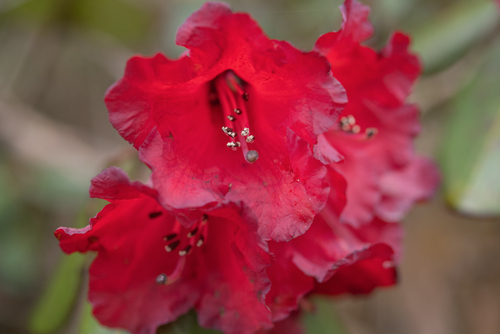 Rhododendron thomsonii, photograph 4