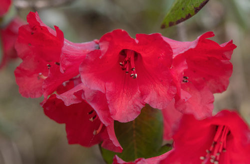 Rhododendron thomsonii, photograph 5