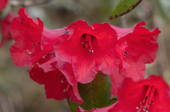 Rhododendron thomsonii, photograph (c) Morten Ross, some rights reserved (CC BY)