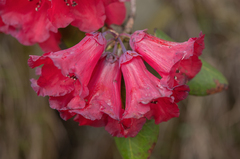 Rhododendron thomsonii, photograph (c) Morten Ross, some rights reserved (CC BY)