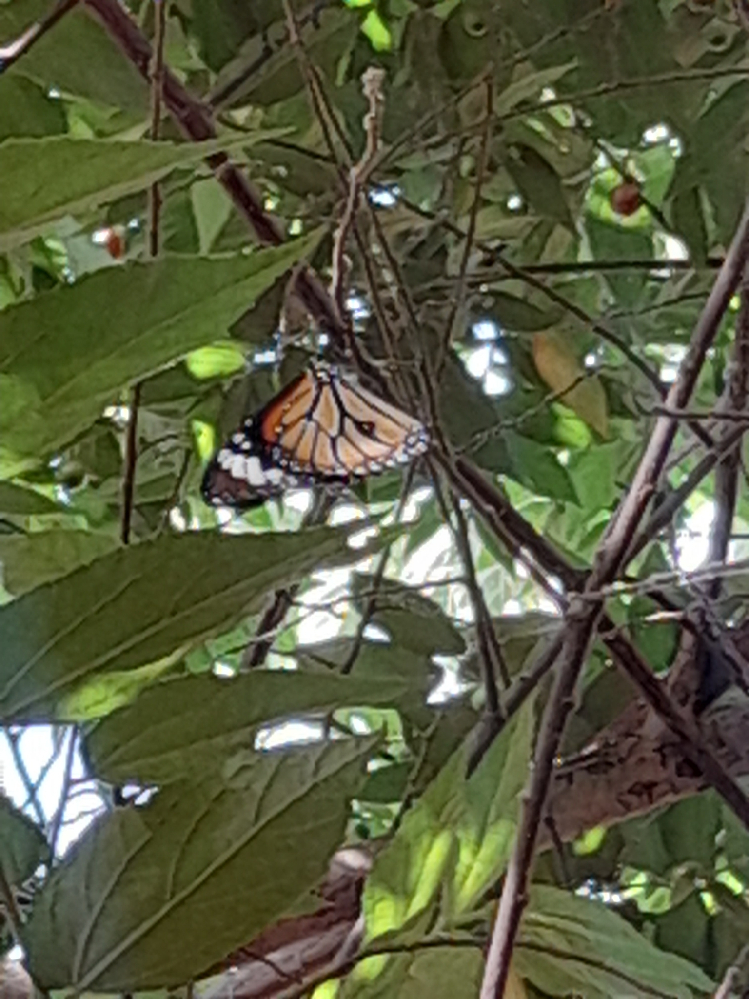 Striped Tiger