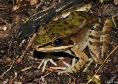 Lithobates maculatus