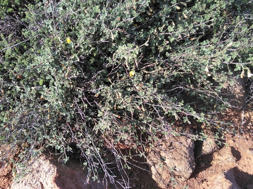 Image of Rhynchosia schlechteri by (c) Brian du Preez, some rights reserved (CC BY-SA)