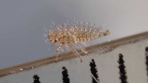 Buffalo treehopper